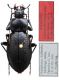 Carabus  - paratypus - Kopie (4).JPG