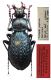 Carabus (Sphodristocarabus).jpg