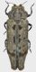Vanroonia_Philippines_Mindoro_Mt_Halcon_IV-2014_13mm_grey.jpg