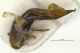 Ophonus Asturie edeago.jpg