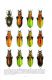 Chrysocarabus 06.jpg