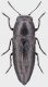 Sphenoptera_jugoslavica_Bulgaria_Lozenec_29-VI-1987_7,7mm_grey.jpg