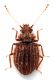 Comb1514a_12zF3cr.jpg
