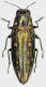 Chrysodema_smaragdula_Philippines_Marinduque_Boac_IX-2014_17mm_grey.jpg