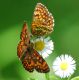Melitaea varia DSC_0448 (3).jpg
