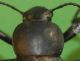 Blaps pronotum.jpg