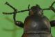 Blaps antenna and pronotum.jpg
