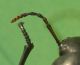 Blaps lusitanica antenna.jpg