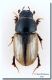 Euorodalus tersus_Cave di Cusa_20 III 2010.jpg