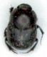 Onthophagus sp..jpg