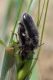 Enicopus sp. cópula (17-5-08 Peñaflor).jpg