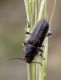 Enicopus sp. macho (17-5-08 Peñaflor).jpg