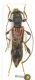 Peloponneso, Taigeto, Dendra , VI-2012 leg Sola C.   13mm.  .JPG