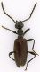 Anthicidae_02_Cameroun.jpg
