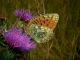 Sibillini 26 08 2010 103_filtered.jpg