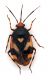 Comb1547_10zF8cr.jpg