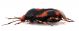 Comb1545_22zF8cr.jpg