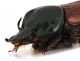 Comb1535_21zF8cr.jpg