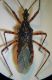 Sphedanolest 004 A.jpg