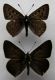 Lycaena tityrus - Lycaena subalpinus 005 (2).jpg