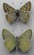 Lycaena tityrus - Lycaena subalpinus 008 (2).jpg