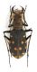 Comb1558_10zF816cr.jpg