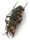 Comb1559_29zF816cr.jpg