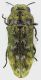 Toxoscelus_Philippines_South_Luzon_Marinduque_Boac_IX-2014_4,7mm_grey.jpg