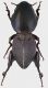 Hypocephalus_armatus_Brazil_Minas_Gerais_Aguas_Vermelias_3-XII-2013_42mm_grey.jpg