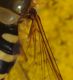 IMGP8603_Hoverfly_Syrphus_sp_crop.JPG
