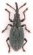 Ceratapion-gibbirostre-up.jpg