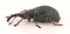 Aspidapion-radiolus-radiolus-lat.jpg