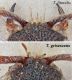 Tropidotilla litoralis-grisescens_clipeo.jpg