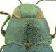 Phaenops_cyanea_Sila_protorace.jpg