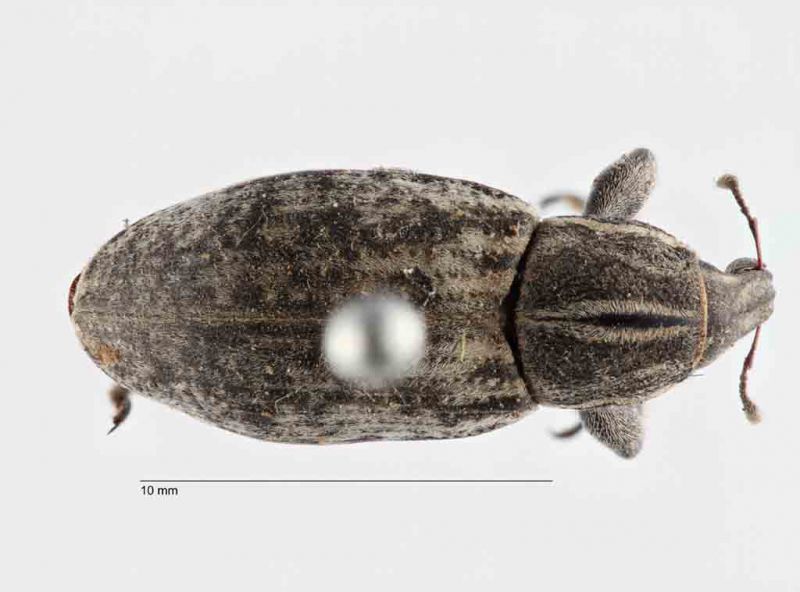 carinatus.jpg
