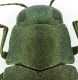 Phaenops_formaneki_Slovacchia_protorace.jpg