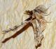 DSC_8327_Ridotta_Entomology.jpg