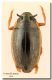 Aulonogyrus concinnus_Enna_20 VI 1974.jpg