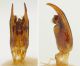 Smicromyrme rufipes_capsula genitale_dorso_laterale.jpg