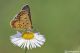 licaena tityrus19.jpg