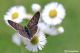 licaena tityrus29.jpg