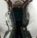 Quedius (Distichalius) cinctus -  capo.jpg