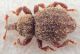 Styphlidius-corcyreus-italicus-up-orizz-WEB.jpg