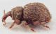 Styphlidius-corcyreus-italicus-up-lat-WEB.jpg