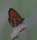 IMGP1930_Melitaea_prob_athalia_sm.JPG