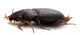 Comb1580_29zF8cr.jpg