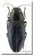 Phaenops cyanea_Madonie_1500 m_24 VI 2001.jpg