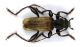 Callidium coriaceum_05.jpg