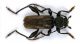 Callidium coriaceum_04.jpg
