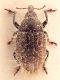 Lachnaeus-crinitus-up-WEB.jpg